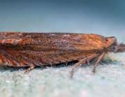 Attēlu rezultāti vaicājumam “Lathronympha strigana”