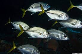 Image result for Caranx latus