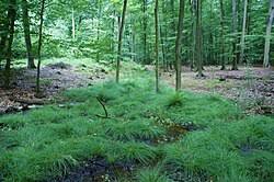 Attēlu rezultāti vaicājumam “Carex remota”