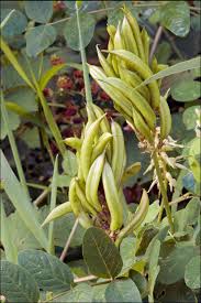 Attēlu rezultāti vaicājumam “Astragalus arenarius fruit”