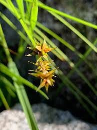 Attēlu rezultāti vaicājumam “Carex echinata”