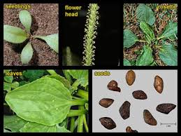 Attēlu rezultāti vaicājumam “Plantago major leaf”