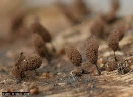 Attēlu rezultāti vaicājumam “Stemonitidaceae”