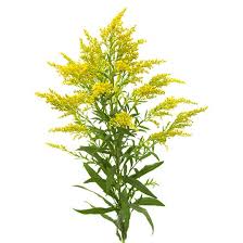 Attēlu rezultāti vaicājumam “Solidago canadensis flower”