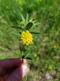 Attēlu rezultāti vaicājumam “Trifolium aureum flower”