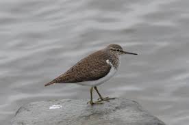 Attēlu rezultāti vaicājumam “Actitis hypoleucos adult”