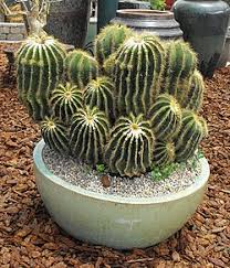 Image result for Cactaceae