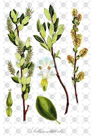 Attēlu rezultāti vaicājumam “Salix myrsinifolia”