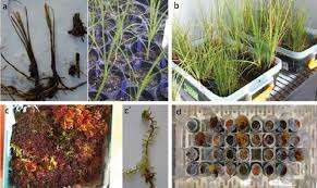 Attēlu rezultāti vaicājumam “Carex rostrata”