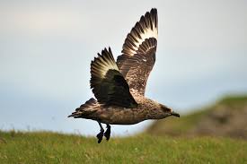 Image result for Stercorarius skua