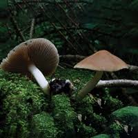 Attēlu rezultāti vaicājumam “Psathyrella pygmaea”