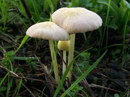 Attēlu rezultāti vaicājumam “Bolbitius vitellinus”