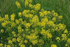 Attēlu rezultāti vaicājumam “Bunias orientalis”