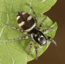 Attēlu rezultāti vaicājumam “Salticus scenicus”