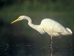 Attēlu rezultāti vaicājumam “Egretta alba”