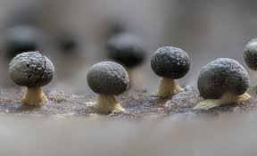 Attēlu rezultāti vaicājumam “Physarum, Nannengaella sp.”