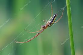 Attēlu rezultāti vaicājumam “Tetragnatha extensa”