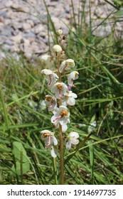 Attēlu rezultāti vaicājumam “Pyrolaceae”
