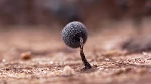 Attēlu rezultāti vaicājumam “Physarum album spores”