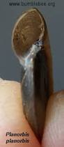 Attēlu rezultāti vaicājumam “Planorbis planorbis”