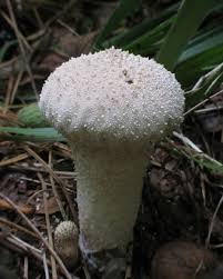 Attēlu rezultāti vaicājumam “Lycoperdon perlatum”