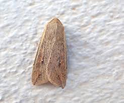 Attēlu rezultāti vaicājumam “Mythimna sp.”