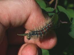 Attēlu rezultāti vaicājumam “Lymantria dispar larva”