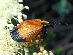 Attēlu rezultāti vaicājumam “Lycidae”