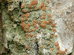 Attēlu rezultāti vaicājumam “Bacidia rubella”