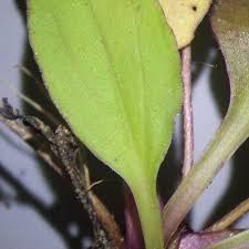 Attēlu rezultāti vaicājumam “Plantago major subsp. intermedia”