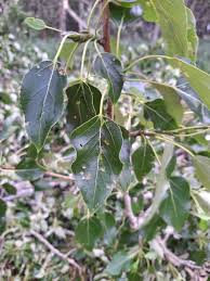 Attēlu rezultāti vaicājumam “Populus x gileadensis leaf”