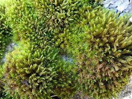 Attēlu rezultāti vaicājumam “Grimmia muehlenbeckii”