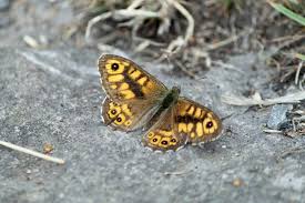 Attēlu rezultāti vaicājumam “Lasiommata megera female”