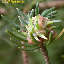 Attēlu rezultāti vaicājumam “Sacchiphantes abietis”