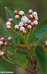 Attēlu rezultāti vaicājumam “Aronia melanocarpa bud”