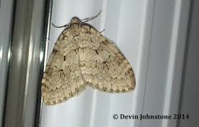 Attēlu rezultāti vaicājumam “Epirrita sp.”