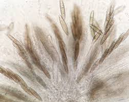 Attēlu rezultāti vaicājumam “Ptilidium pulcherrimum”