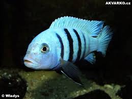 Risultati immagini per cynotilapia pulpican