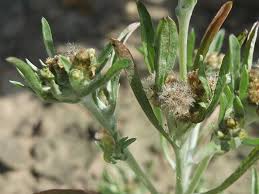 Attēlu rezultāti vaicājumam “Gnaphalium uliginosum leaf”