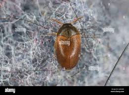 Attēlu rezultāti vaicājumam “Attagenus smirnovi”