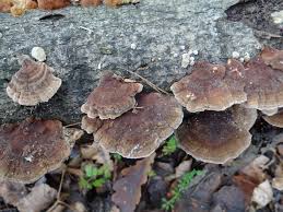 Attēlu rezultāti vaicājumam “Trametes ochracea”