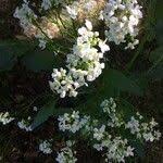 Attēlu rezultāti vaicājumam “Armoracia rusticana flower”