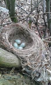 Attēlu rezultāti vaicājumam “Turdus merula nest”