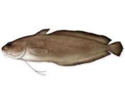 Image result for Pagellus bogaraveo