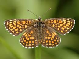 Attēlu rezultāti vaicājumam “Mellicta athalia upperside”