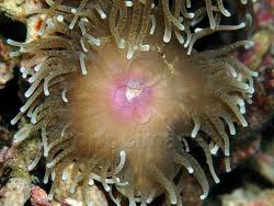 Image result for Anemonenarten