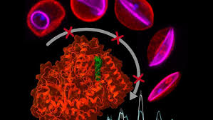 Attēlu rezultāti vaicājumam “Dianema depressum plasmodium”