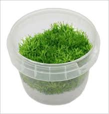 Attēlu rezultāti vaicājumam “Riccia fluitans”