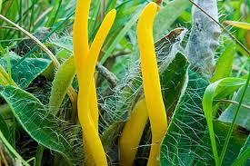 Attēlu rezultāti vaicājumam “Clavulinopsis helvola”