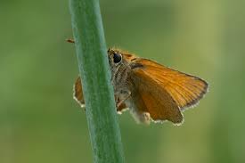 Attēlu rezultāti vaicājumam “Thymelicus sylvestris underside”